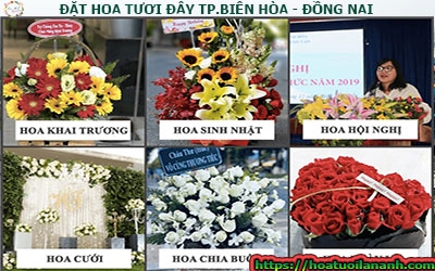 HOA TƯƠI ĐÂY TP.BIÊN HÒA, ĐỒNG NAI