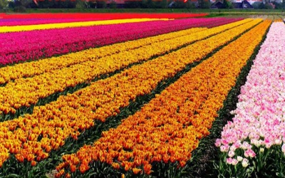 MUA HOA TULIP TƯƠI ĐẸP TẠI BIÊN HÒA, ĐỒNG NAI