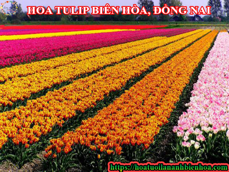 mua-hoa-tulip-tuoi-dep-tai-bien-hoa-giao-nhanh-nhieu-mau-dep